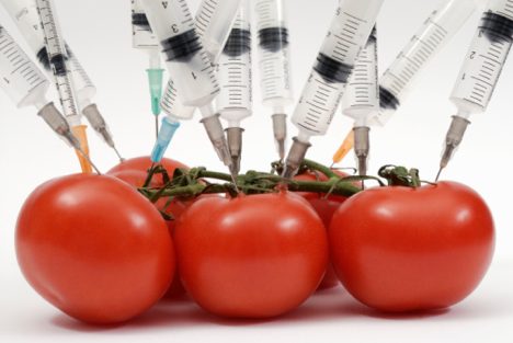 Ushqimet e modifikuara gjenetikisht të dëmshme për shëndetin