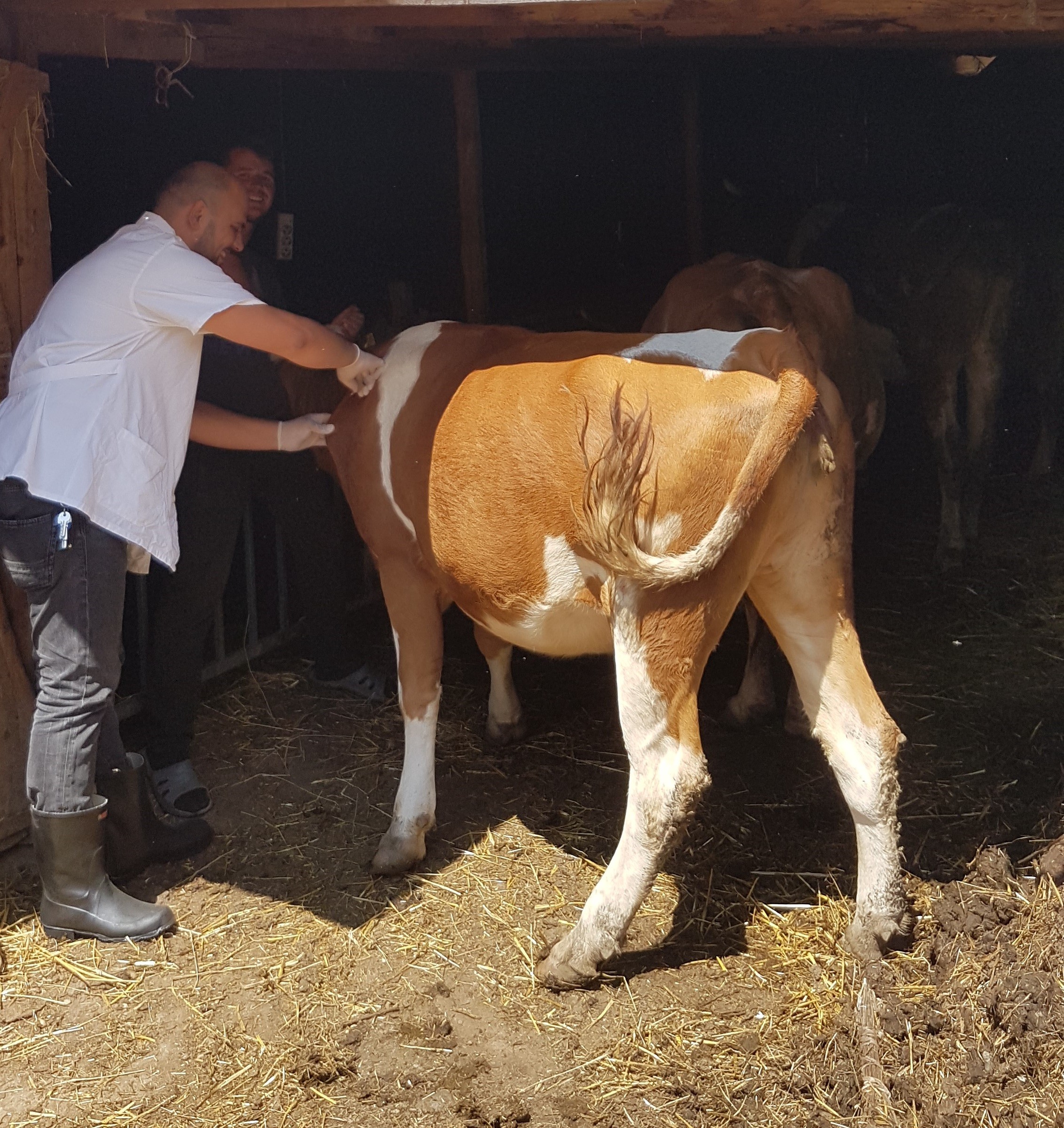 Komuna ndihmon blegtorët përmes vaksinimit pa pagesë të 14500 bagëtive