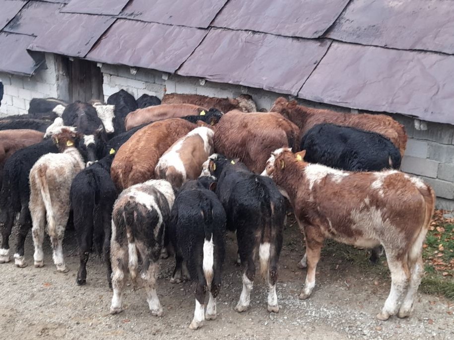 Policia kufitare parandalon edhe një rast kontrabande me kafshë