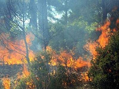  Angazhohen 1600 punëtorë për sanimin e dëmeve në pyje