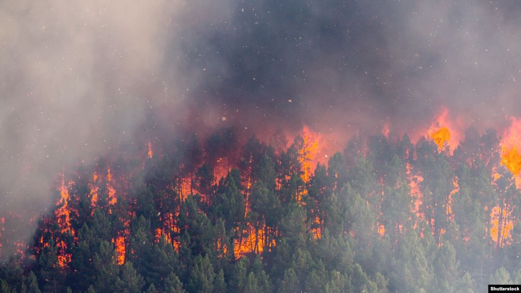 Zjarri në hapësirat pyjore në Brazil shënon shifra rekorde 