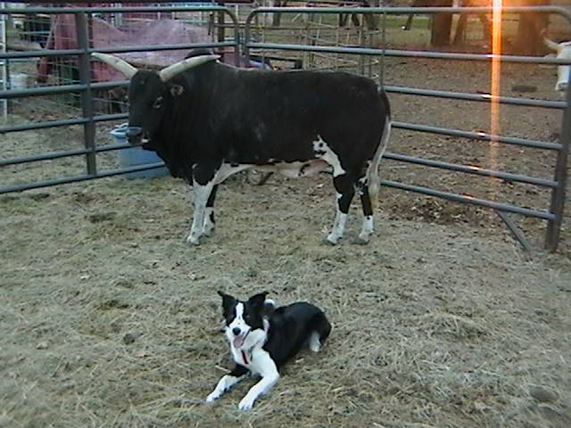 Animal Diseases Prevention starts in Kosovo